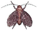 Drain Pest Control Coquitlam Drain Fly Pest Control