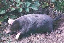 moles