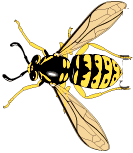 yellow jackets