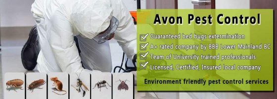 Avon Pest Control Inc photo 6