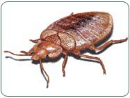 bed bug exterminator vancouver