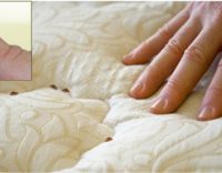 Where do bed bugs live and hide