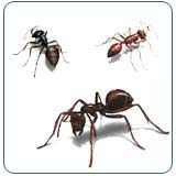 Common Myths about Ants and Ant Control