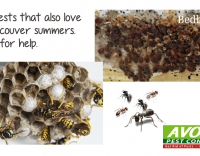 Ready for Summer Pests in Metro Vancouver?