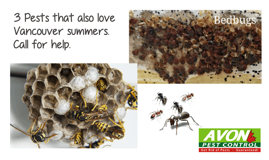 3 summer pests in Vancouver region.