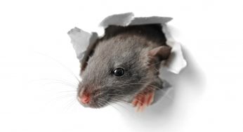 Common Rodent Control Maintenance Schedules