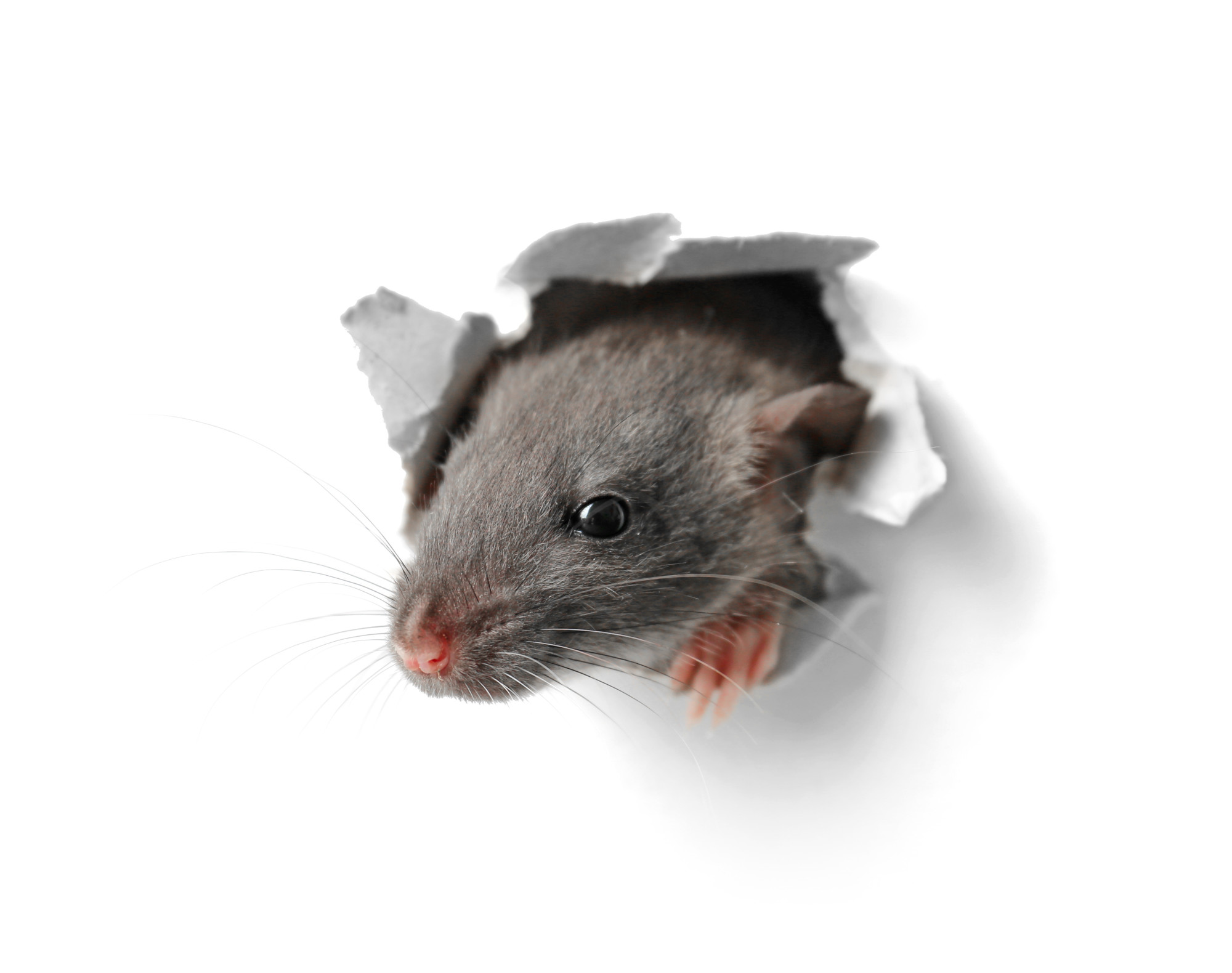 Common Rodent Control Maintenance Schedules