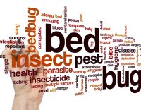 11 Dangerous Bugs That Are Sure to Ruin Your Summer