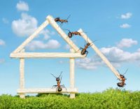 Keep Carpenter Ants from Destroying Your Building