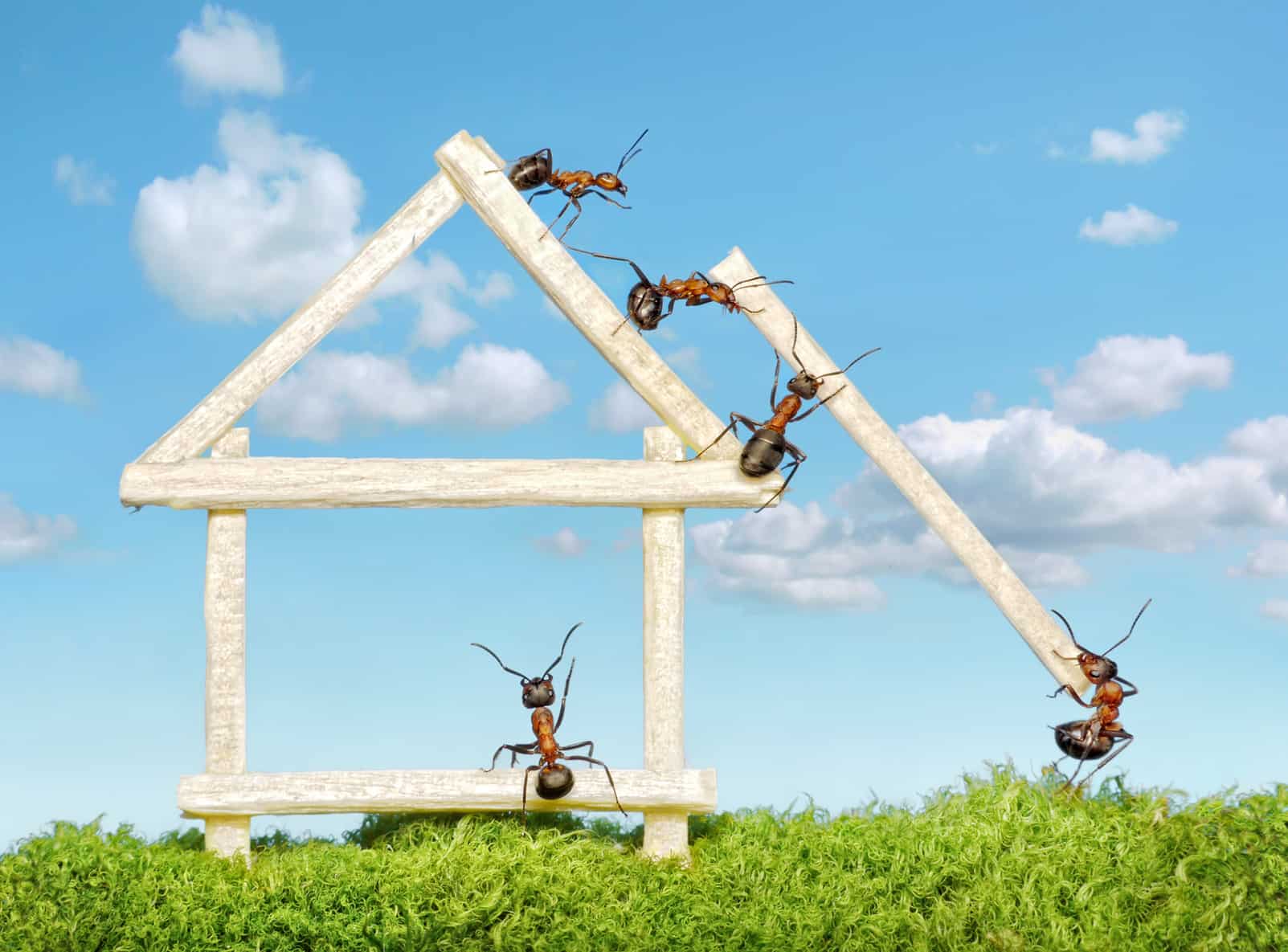 Keep Carpenter Ants from Destroying Your Building