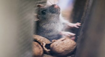 Rats vs Mice in Your House FAQ’s