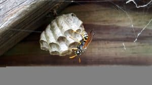 Wasp Nest