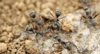 Ant Control: Keeping the Pesky Bug at Bay