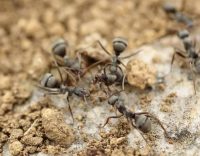 Ant Control: Keeping the Pesky Bug at Bay
