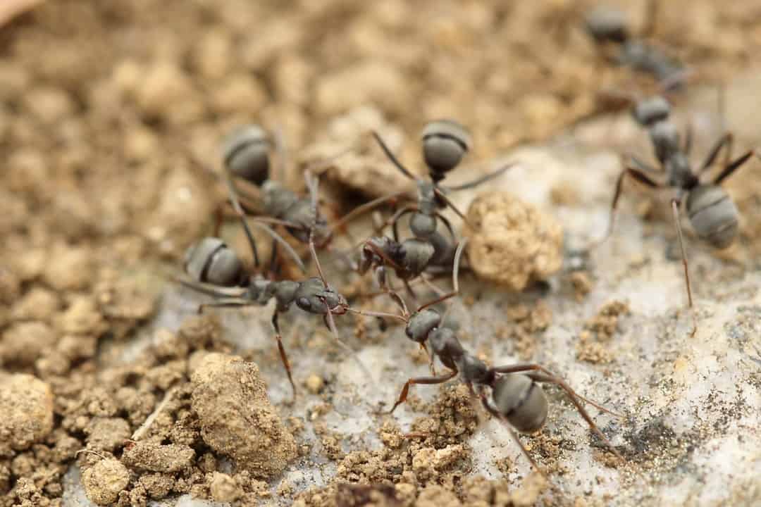 Ant Control: Keeping the Pesky Bug at Bay