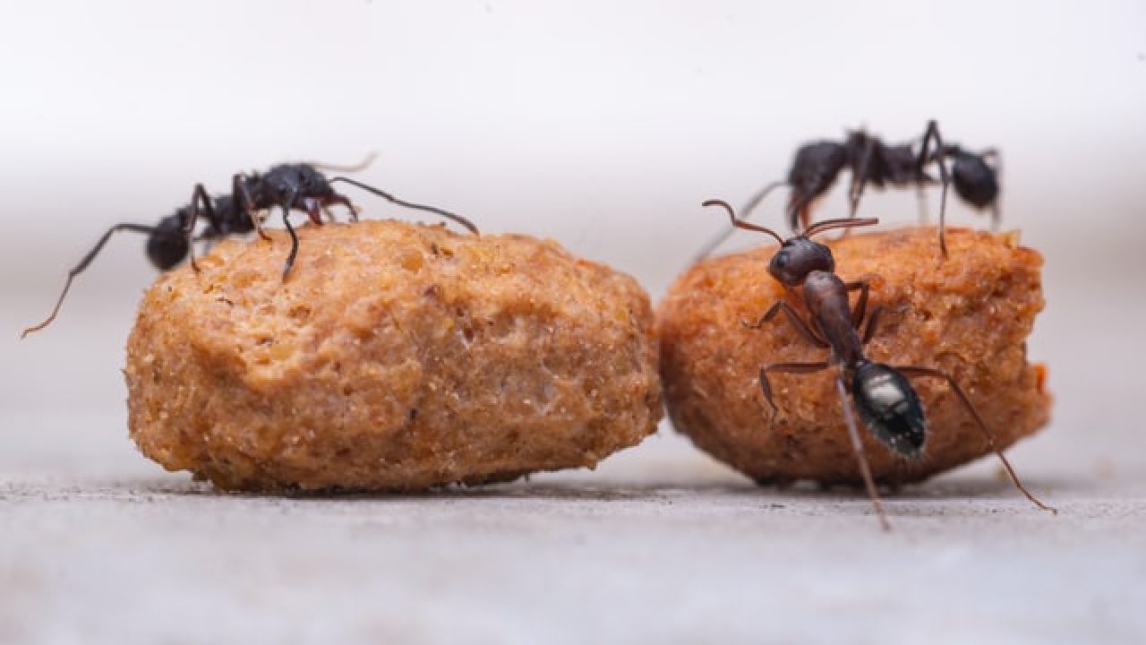 Common Questions about Ants in the House | Avon Pest Control