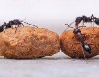 Common Questions about Ants in the House