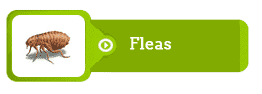 fleas