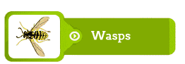 wasps