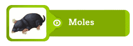 moles