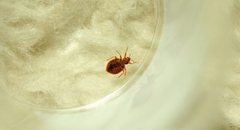 Factors That Increase Chances of Being Bitten by Bed Bugs
