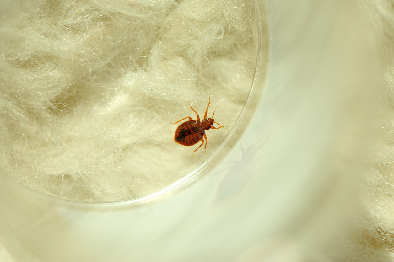 Factors That Increase Chances of Being Bitten by Bed Bugs