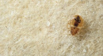 10 Interesting Facts About Bed Bugs (Part 1)
