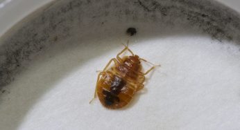 How to Bed Bug Proof Your Home
