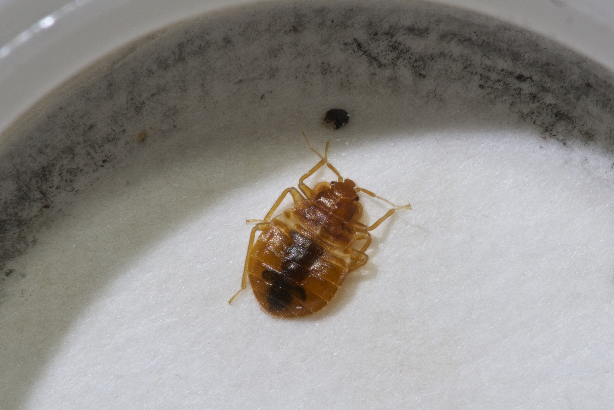 How to Bed Bug Proof Your Home