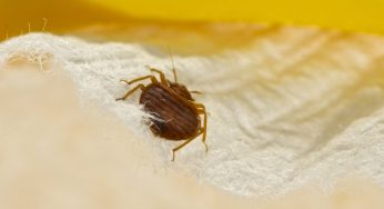 How to Bed Bug Proof Your Business