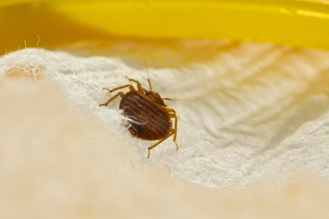 bed bug proofing