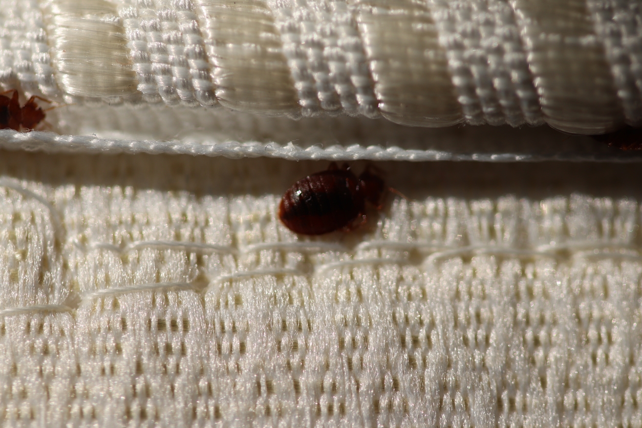 Top Hiding Spots for Bed Bugs in Winter