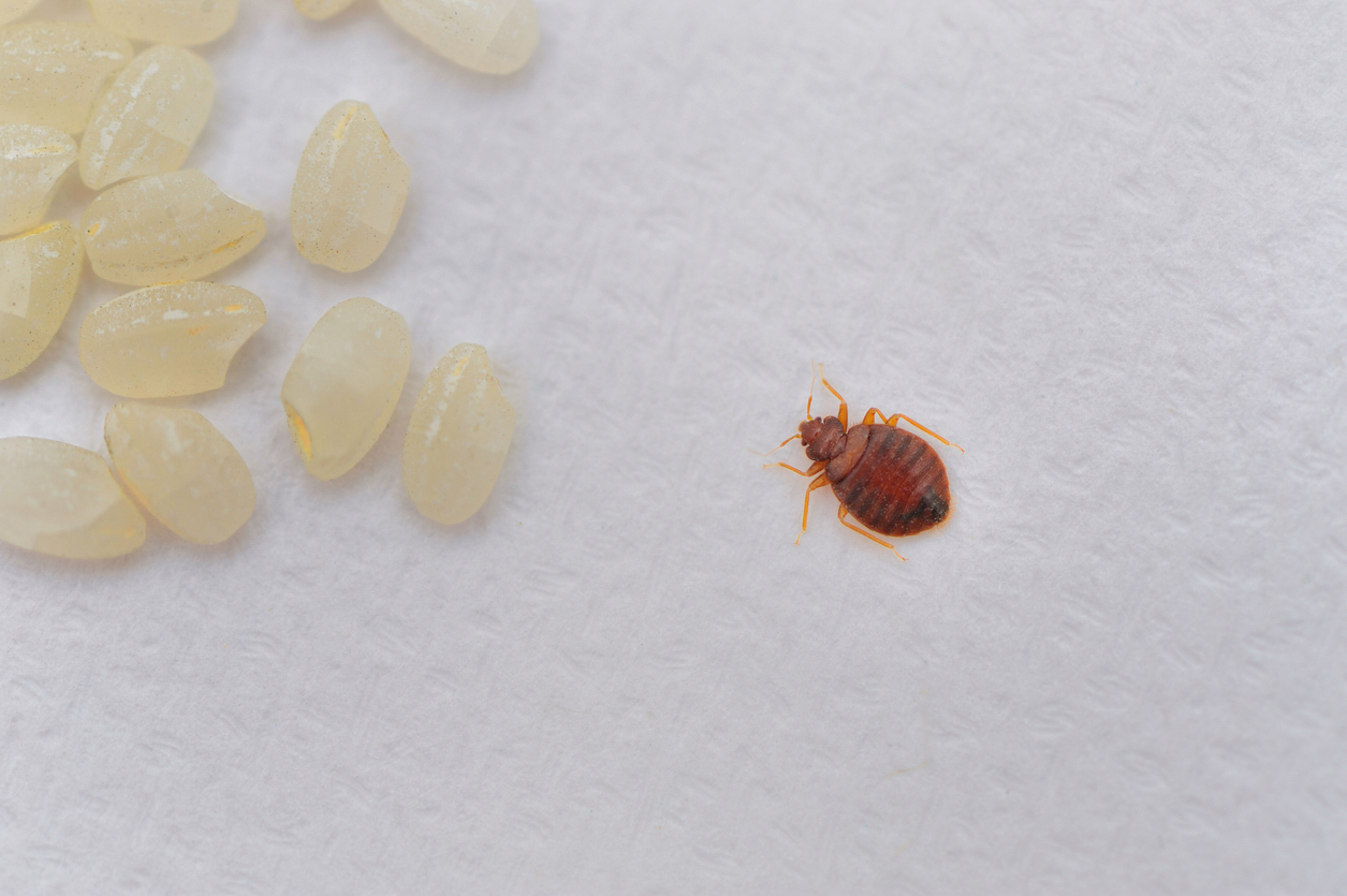 Tips for a Bed Bug Free Holiday Season