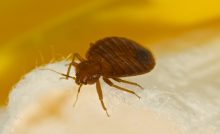 bed bugs