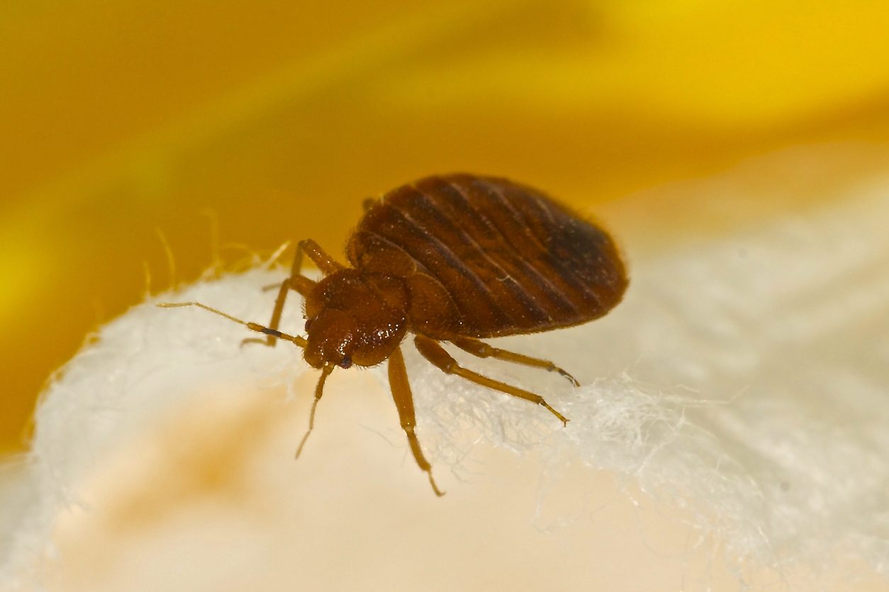 Bed Bug Treatment Myths Debunked