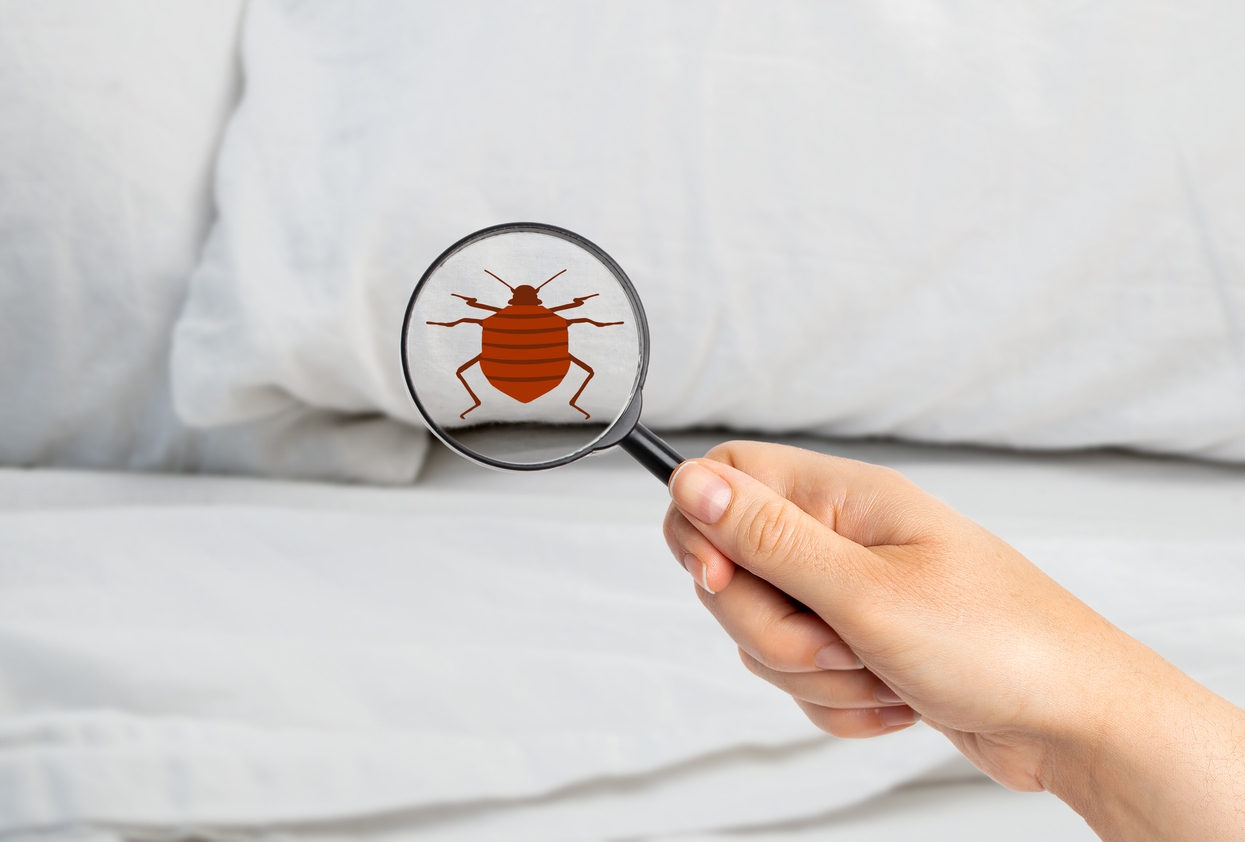 How to Prevent Bringing Bed Bugs Home