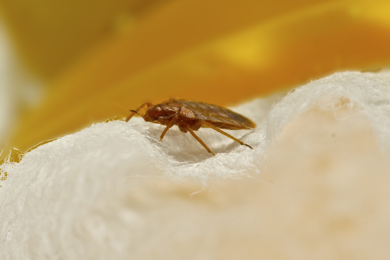 5 Tips for Protecting Your Home from Bed Bugs