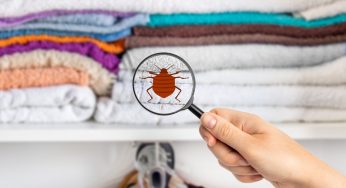 When Are Bed Bugs Most Active?