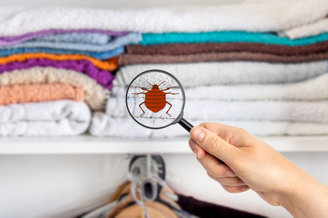 When Are Bed Bugs Most Active?