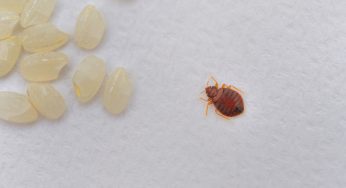 How to Spot Bed Bugs