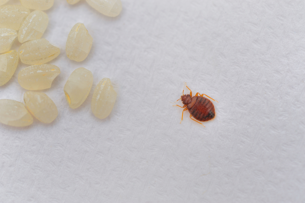 How to Spot Bed Bugs