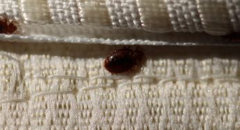 Mistakes to Avoid When You Have Bed Bugs