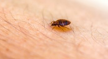 10 Interesting Facts About Bed Bugs (Part 2)