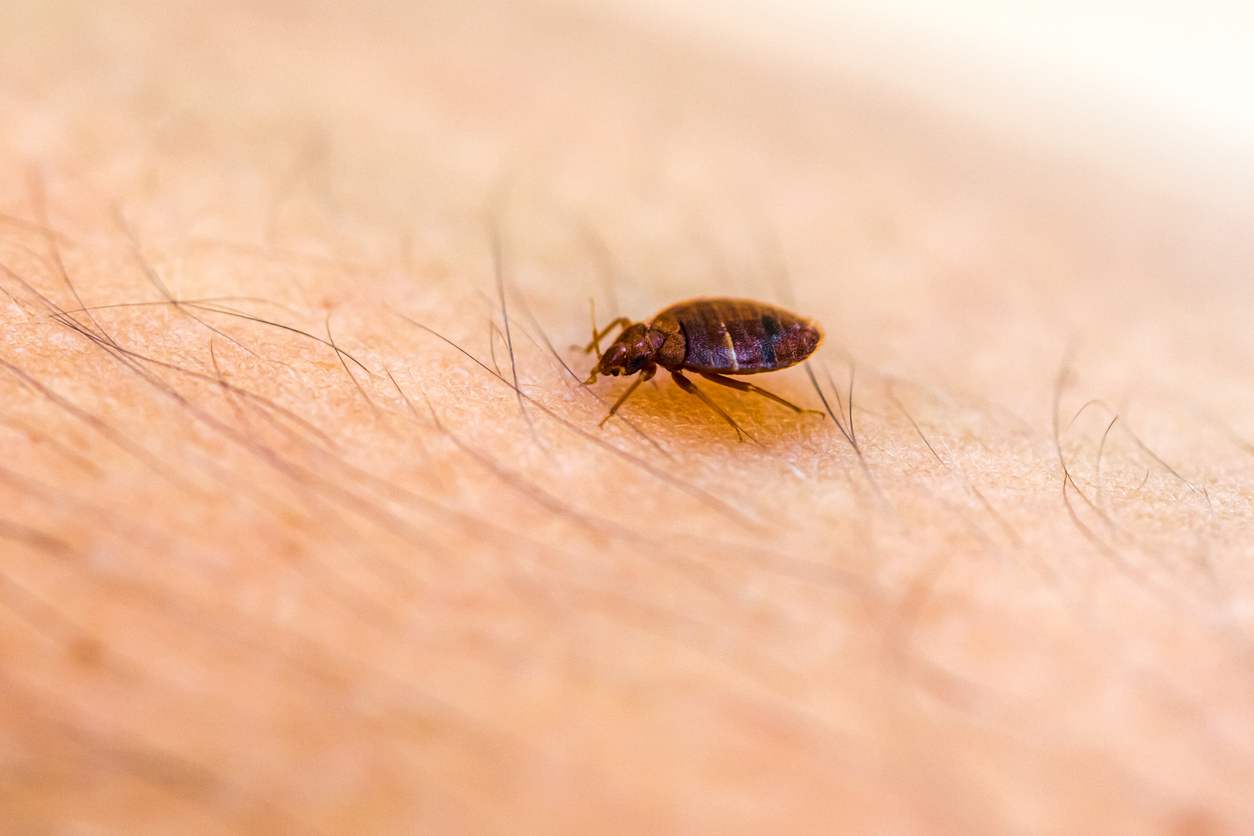 bed bug facts