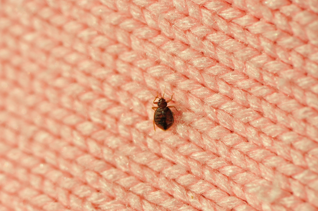 4 Signs You Have a Bed Bug Infestation