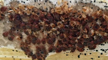 Visual inspection of bedbugs