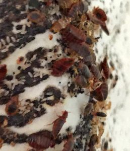 bedbug infestation in Vancouver home