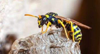Bee and Wasp Control: Safely Get Rid of Those Stinging Pests