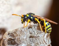Bee and Wasp Control: Safely Get Rid of Those Stinging Pests