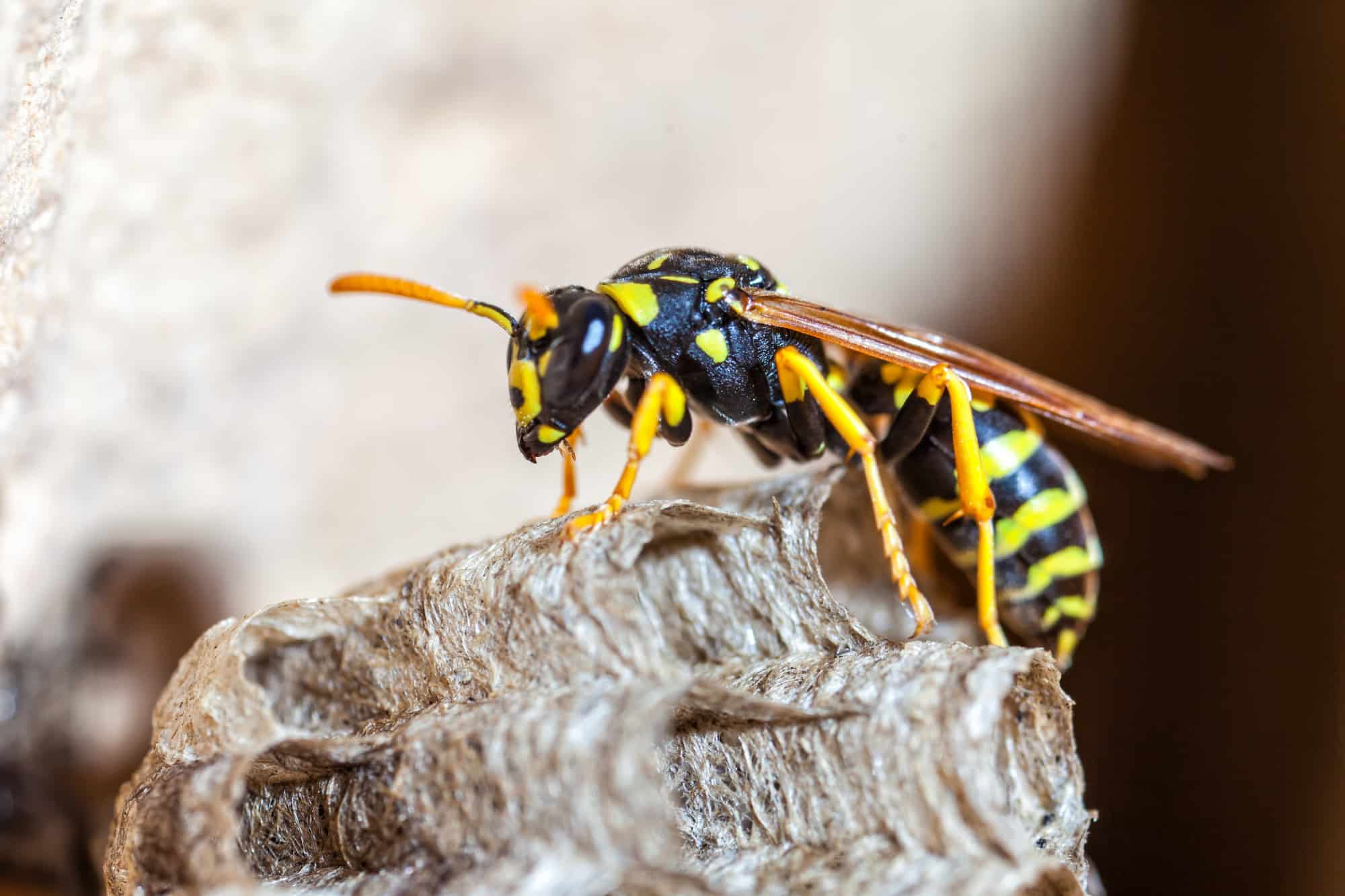 Bee and Wasp Control: Safely Get Rid of Those Stinging Pests